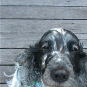 Meet your Posher, Hayley